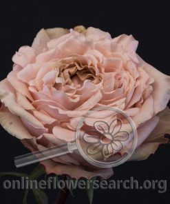 Rose Art Nuvo (aka Art Nouveau)
