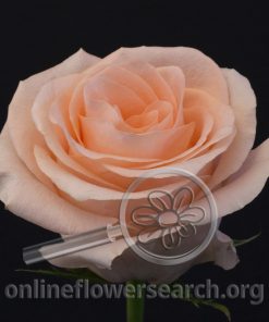 Rose Corinna