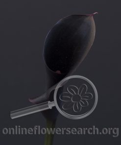 Calla Black Diamond
