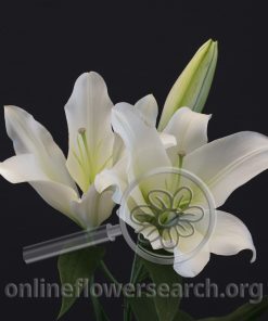 Lily Oriental Forever
