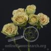 Spray Rose Green Rosever