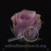 Rose Manhattan Blue
