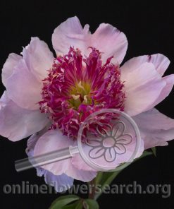 Peony Do Tell