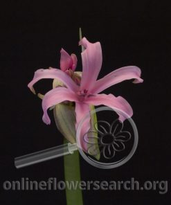 Amarine Belladiva 'Aphrodite'