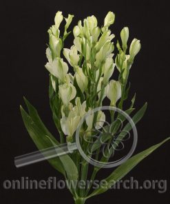 Spray Alstroemeria (aka Florinca) Alstresia White Pearls