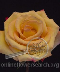 Rose Fuego (new)