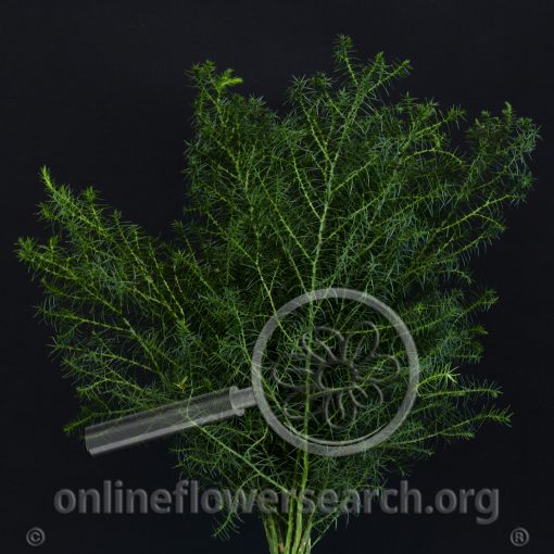 Cryptomeria japonica