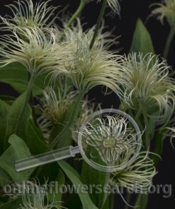 Clematis Amazing Kibo