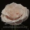 Rose Sweet Bliss