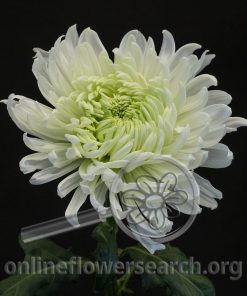 Chrysant Football Magnum