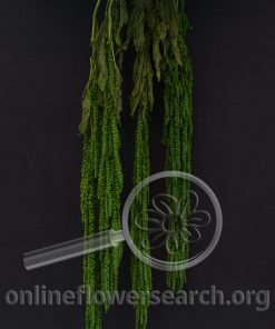 Dried Bleached Dyed Amaranthus Green