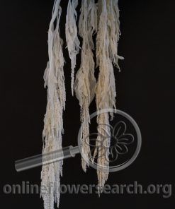 Dried Bleached Amaranthus White