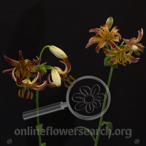 Lily Martagon Arabian Night