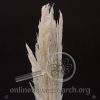 Dried Bleached Pampas Grass