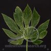 Fatsia japonica 'Spider's Web' (Aralia)