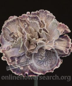 Carnation Revy (Liquid Series)