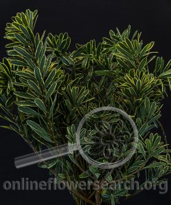 Daphne X burkwoodii 'Carol Mackie'