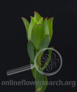 Leucadendron Mountain Rose